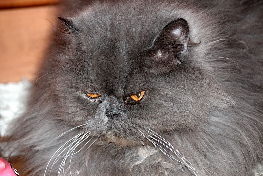British short-hair cat, Furry, Animals, Cute, Fluffy, fluffy cat HD wallpaper