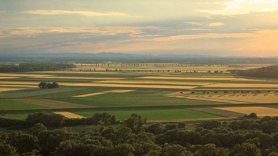 aerial photo of green trees at daytime, bird's eye view photography of grass field HD wallpaper