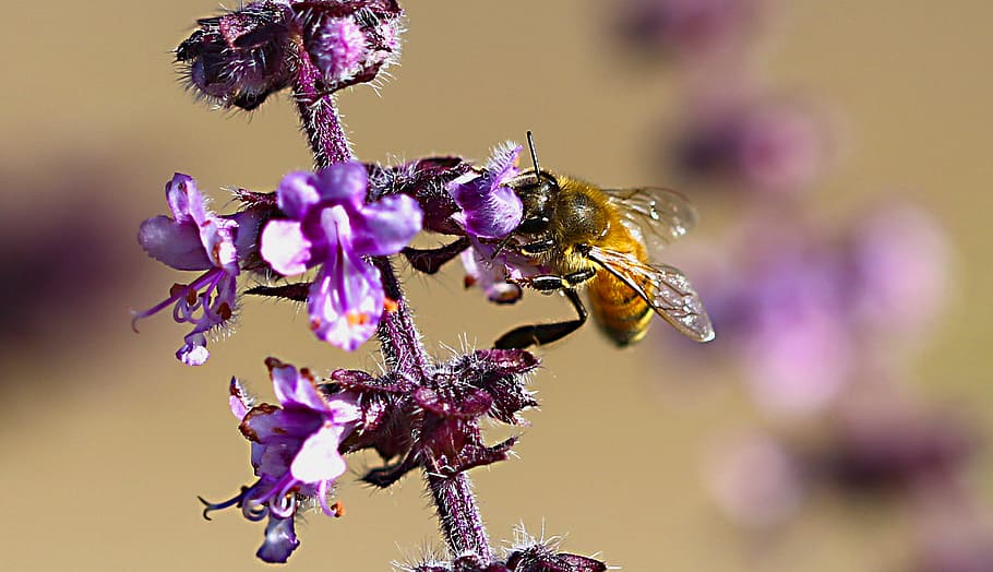 bee, macro, flower, pollen, beauty, collects nectar, nature HD wallpaper