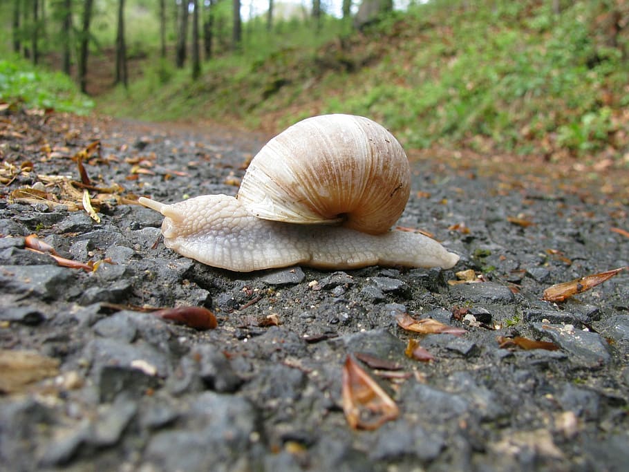 snail, forest path, slowly, one animal, nature, animal themes HD wallpaper