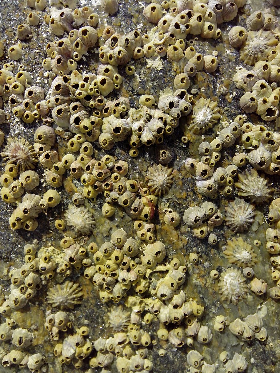 Shells, Rock, Molluscs, Sea, Ocean, nature, backgrounds, close-up HD wallpaper