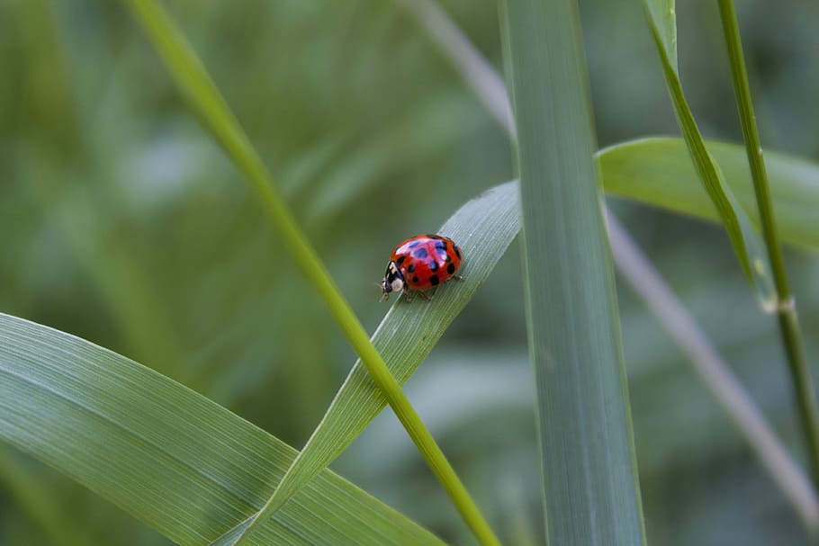 Ladybug, Nature, Macro, insect, animals in the wild, one animal HD wallpaper