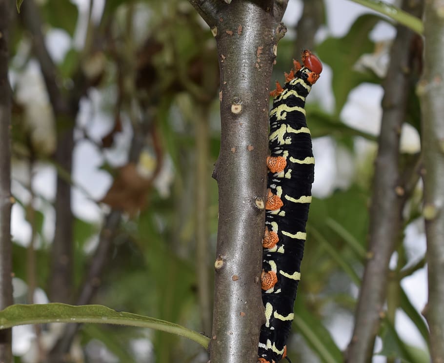 colombia, insect, worm, plant, animal themes, animals in the wild HD wallpaper