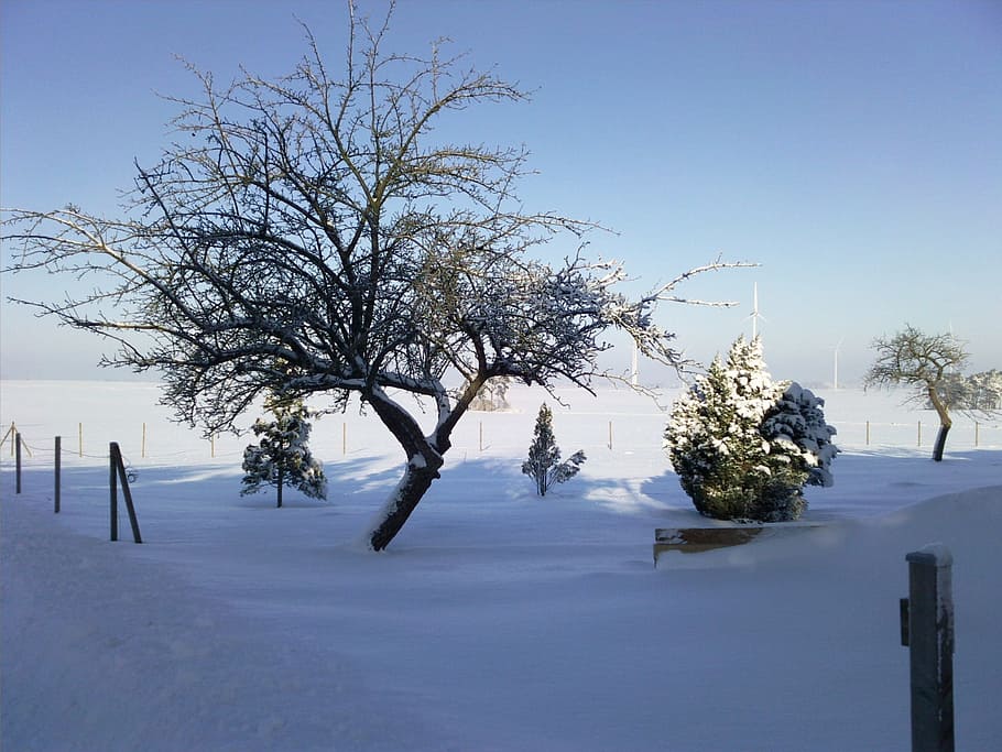Winter, Cold, Snow, Tree, Wintry, sky, winter magic, snowy HD wallpaper