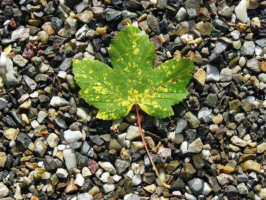 green maple leave, maple leaf, nature, stones, leaves, autumn leaf HD wallpaper
