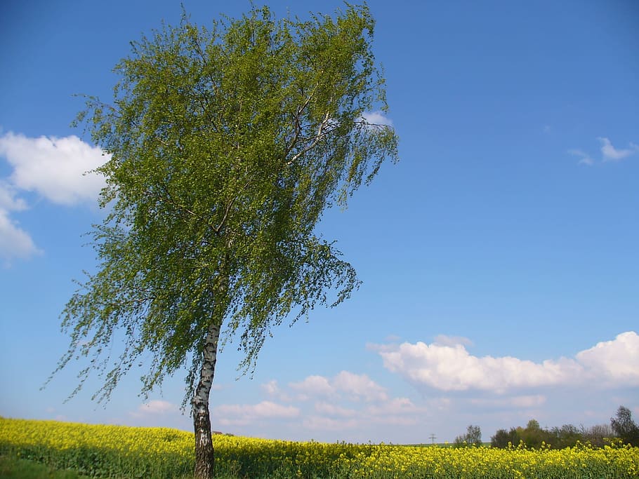 Tree, Landscape, Germany, Nature, summer, scene, clear, season HD wallpaper