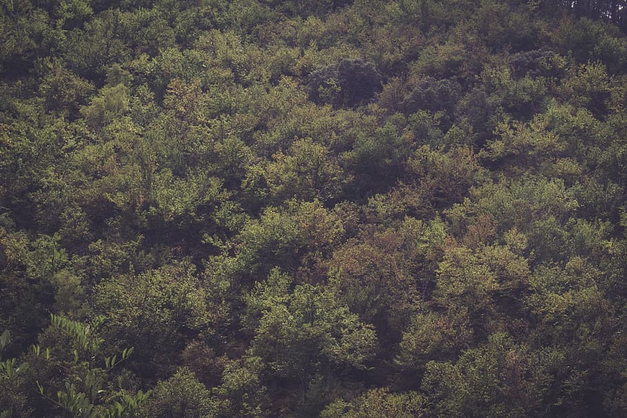 aerial view of trees, bird's-eye view photography of green forest HD wallpaper