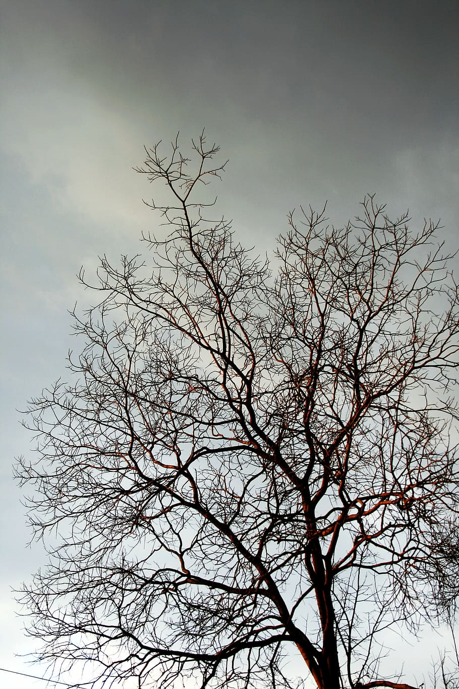 bare branches, tree, twigs, grey, winter, sky, bleak, cloudy, HD wallpaper
