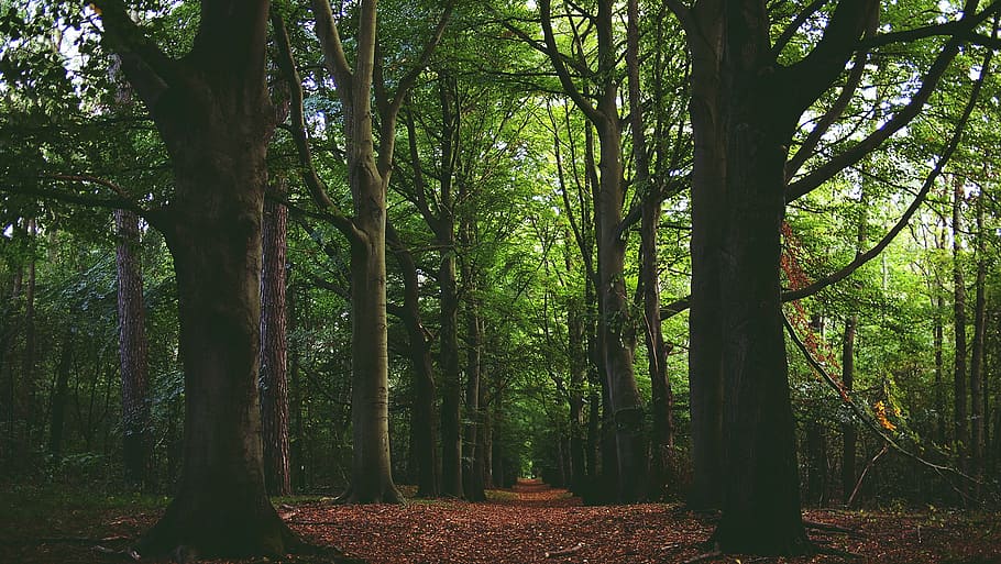 green leafed trees during daytime, pathway, tall, forest, woods HD wallpaper