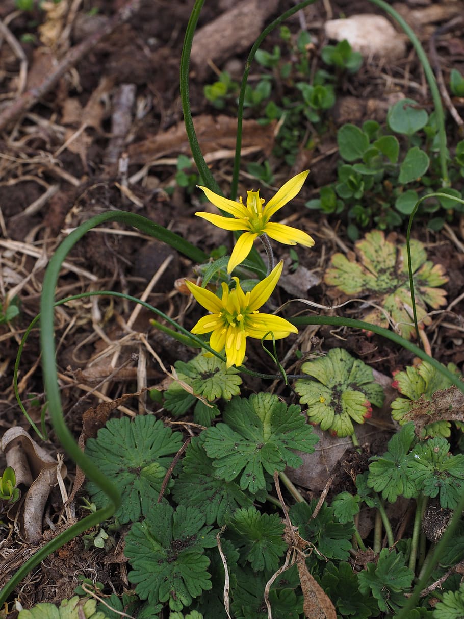 forest - yellow star, flowers, spring, gagea lutea, ordinary yellow star, HD wallpaper