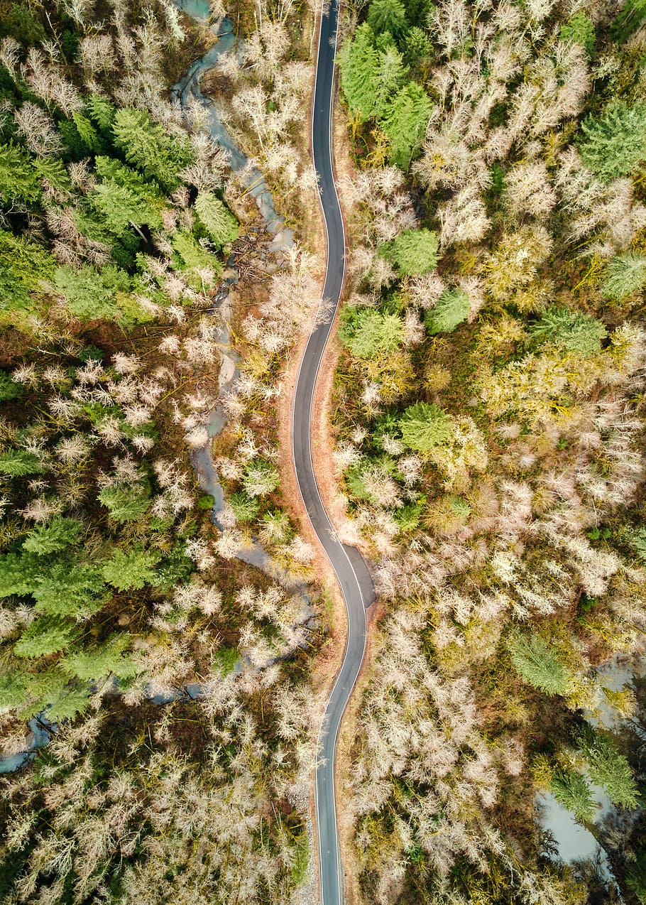 aerial view of road between trees, aerial shot of asphalt road surrounded with trees HD wallpaper