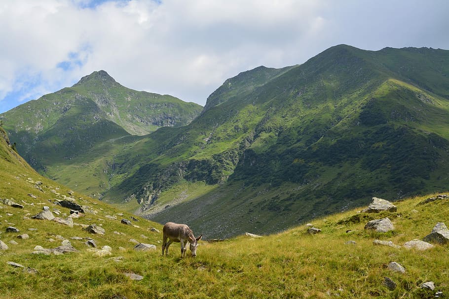 Donkey, Mountain, Animals, Landscape, grass, one animal, animal themes HD wallpaper