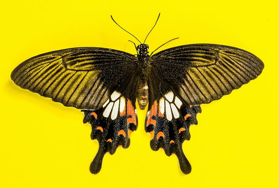 black and orange butterfly, insect, invertebrate, one animal HD wallpaper