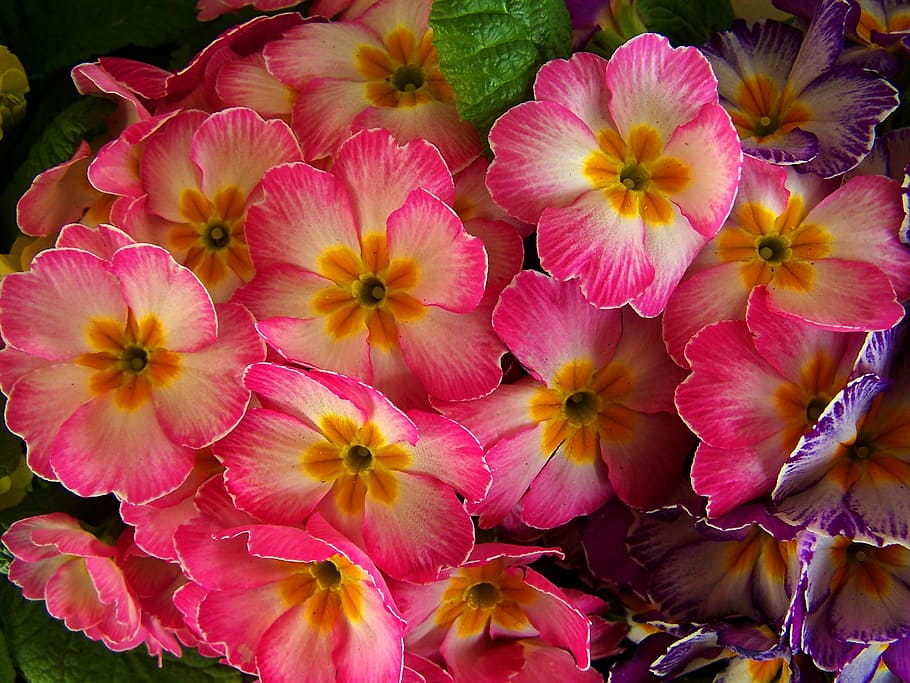 spring flowers, pink, primrose, flowering plant, freshness HD wallpaper