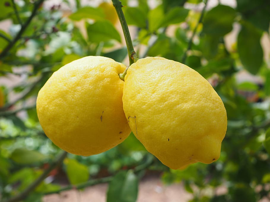 lemon tree, limone, citrus × limon, fruit, tropical fruit, yellow, HD wallpaper