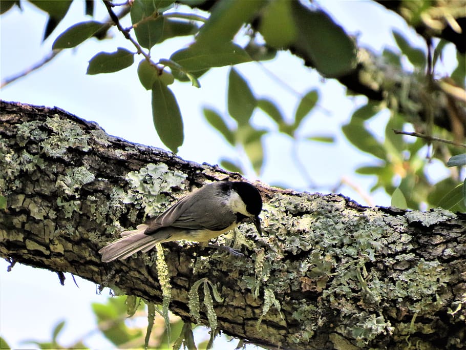 small bird, tree limb, wildlife, animals in the wild, animal wildlife HD wallpaper