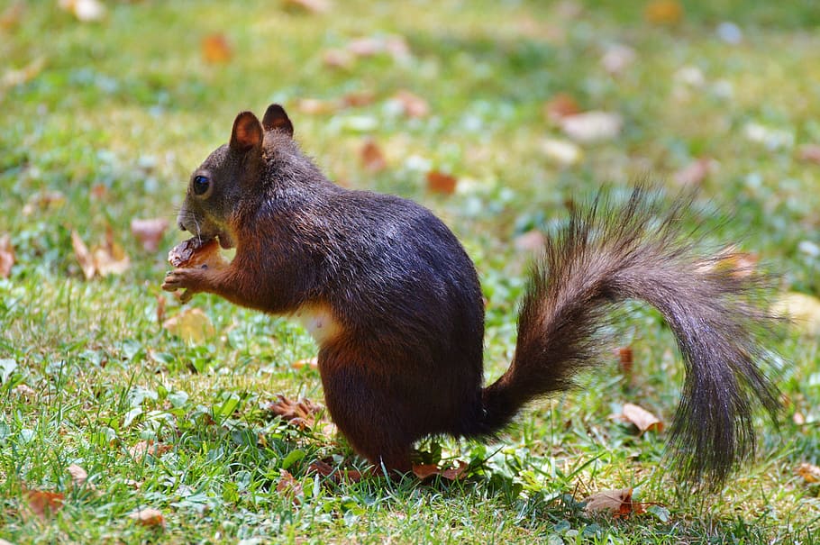 Squirrel, Nager, Rodent, Cute, Nature, cheeky, animal, garden HD wallpaper