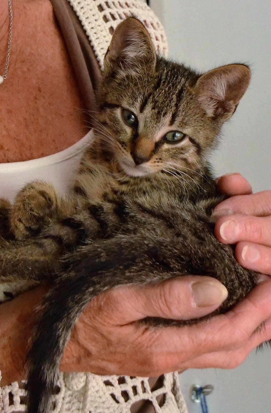 Cat, Kitten, Pet, Care, young, domestic cat, pets, one animal HD wallpaper
