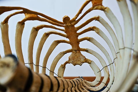 animal bone photography, closeup photo of human skeleton, ribcage HD wallpaper