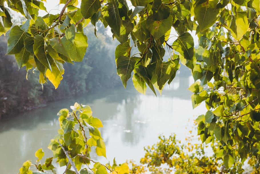 Green leaves and river, nature, leaf, tree, outdoors, green Color HD wallpaper