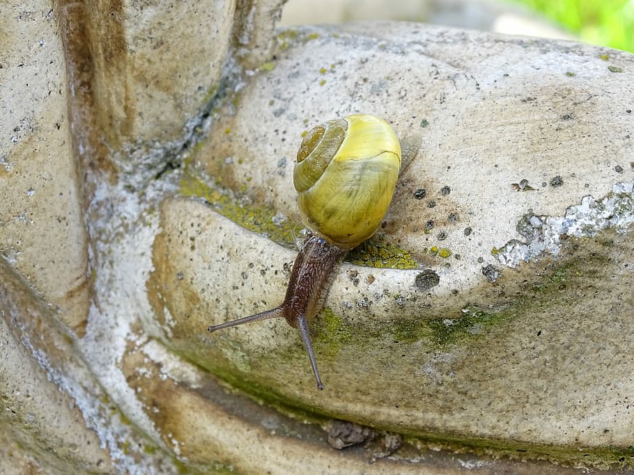 snail, shellfish, garden snail, view, housing, mollusk, gastropoda HD wallpaper