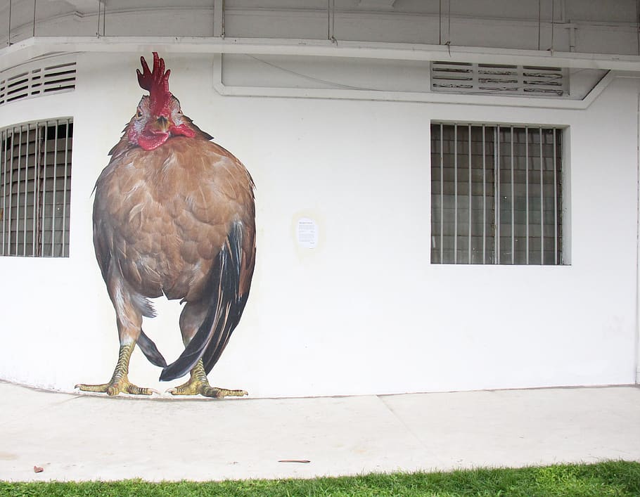 chicken, art, mural, animal themes, bird, one animal, vertebrate HD wallpaper