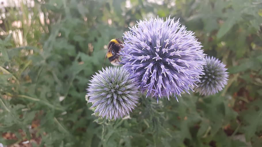 bee, flower, pollinating, flowering plant, fragility, invertebrate HD wallpaper