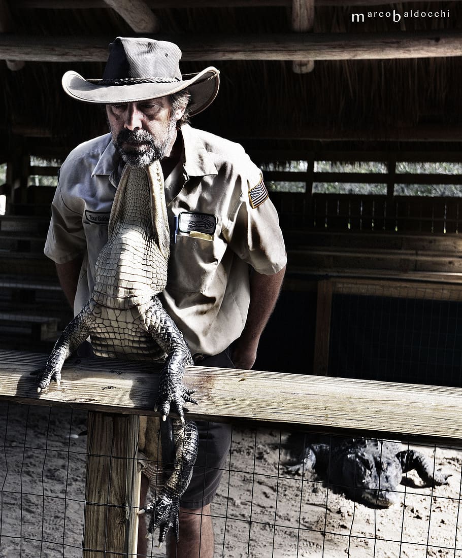 alligator, crocodile, man, hat, one person, real people, clothing HD wallpaper