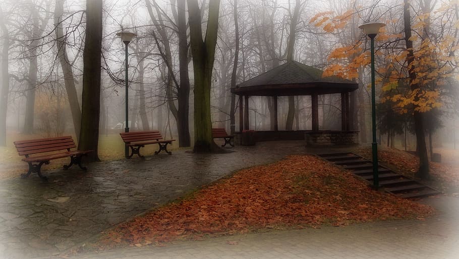 olkusz, poland, park, tree, autumn, landscape, plant, no people HD wallpaper