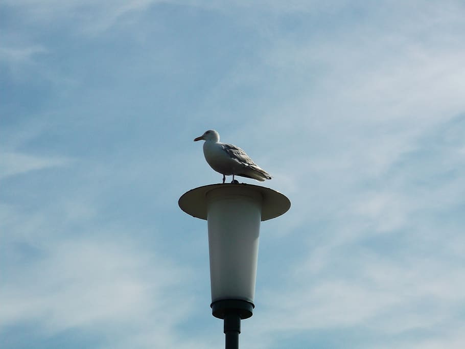 seagull, bird, vertebrate, animal themes, animal wildlife, animals in the wild HD wallpaper