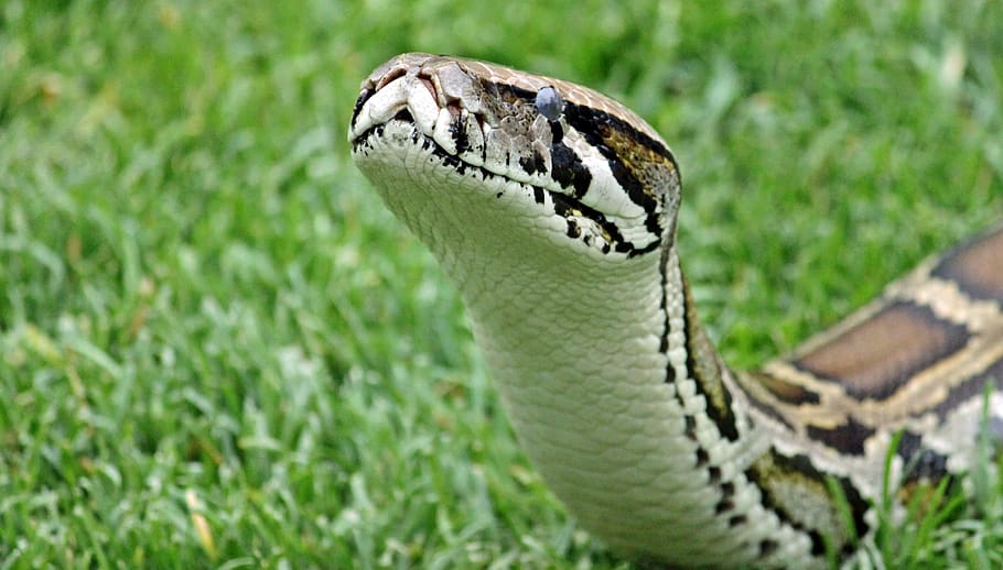 schlang, constrictor, head, scale, reptile, pyton, snakehead HD wallpaper