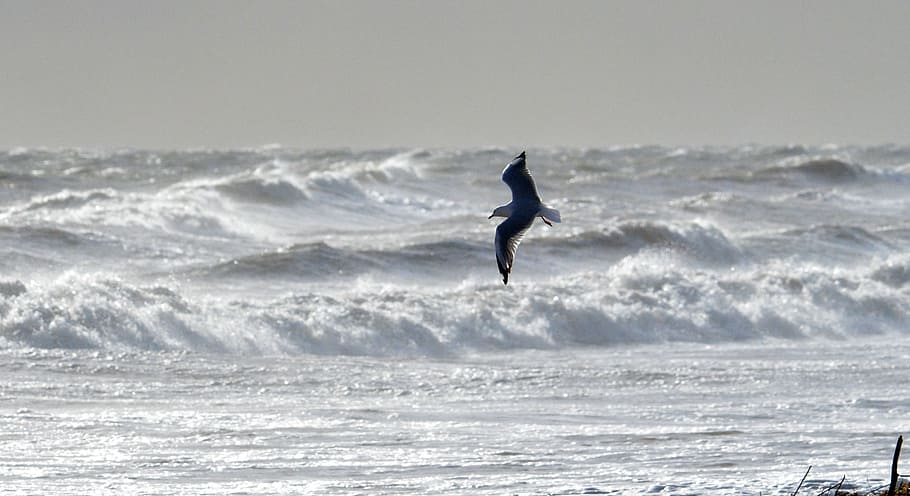Gull flying over ocean at daytime, seagull, beach, wind, storm HD wallpaper