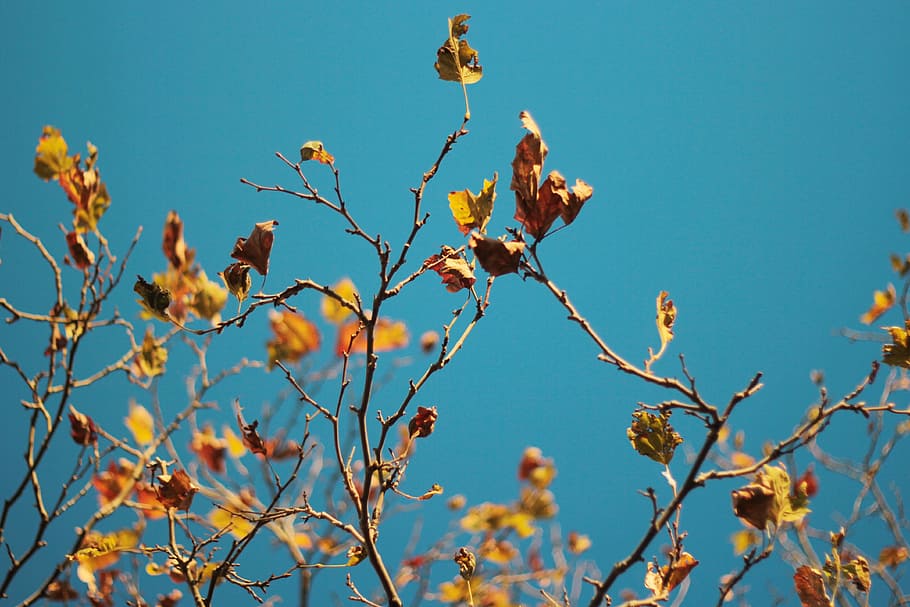 leaves, branches, tree, blue, sky, fall, autumn, nature, plant HD wallpaper