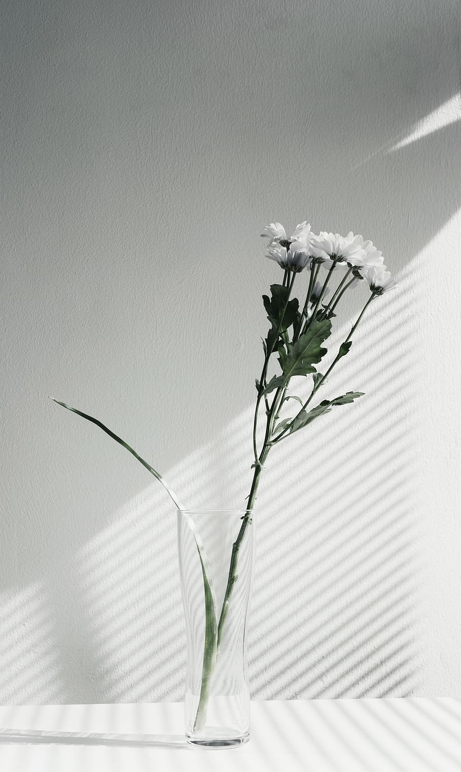 white petaled flower centerpiece, white flowers in glass vase, HD wallpaper