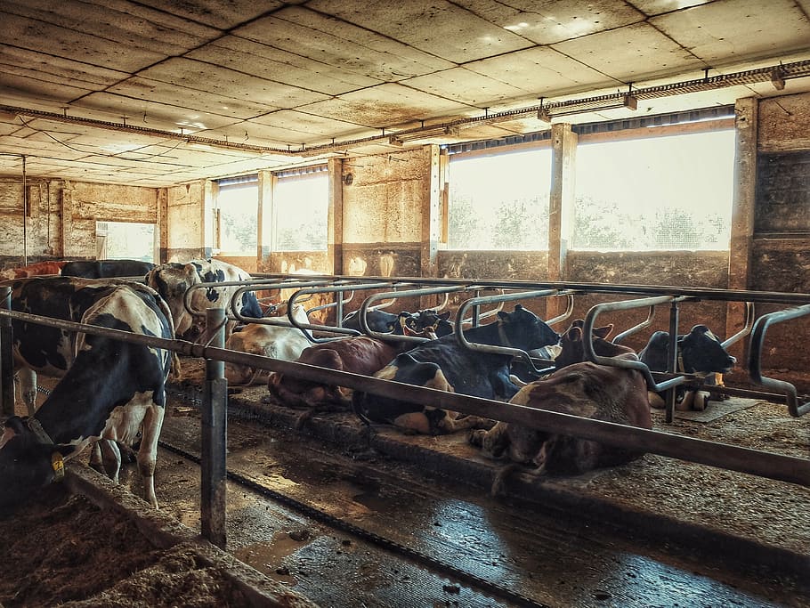 cow, cowshed, farm, stall, animal themes, group of animals, HD wallpaper