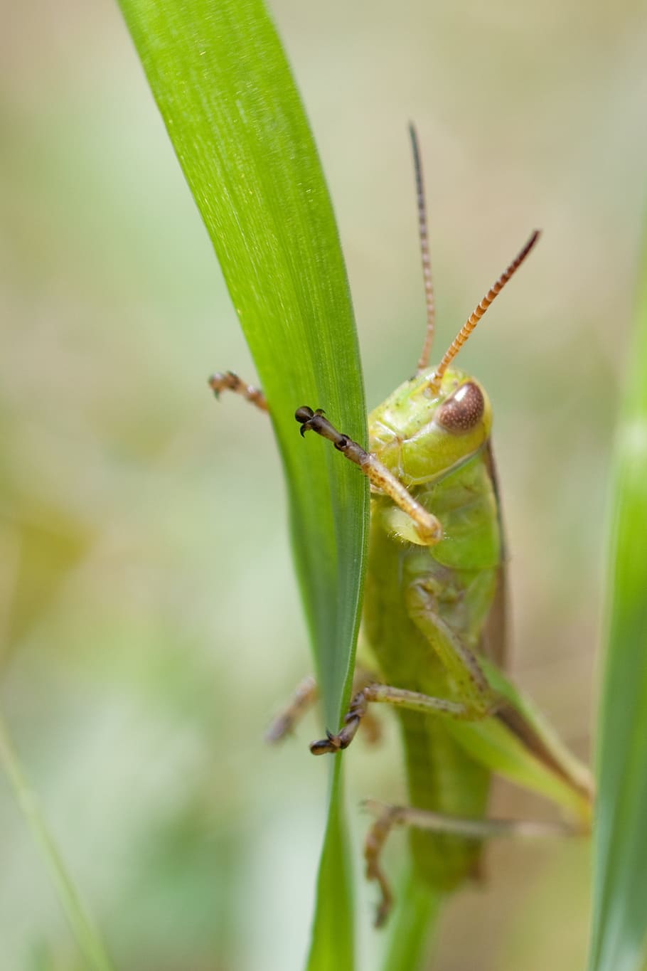 bug, grasshopper, nature, insect, wildlife, green, summer, macro HD wallpaper