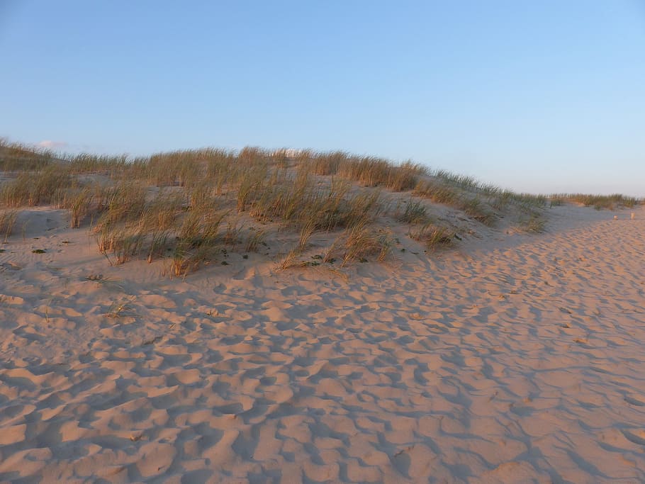 beach, dune, herbs, ocean, wild, france, atlantic coast, shore, HD wallpaper