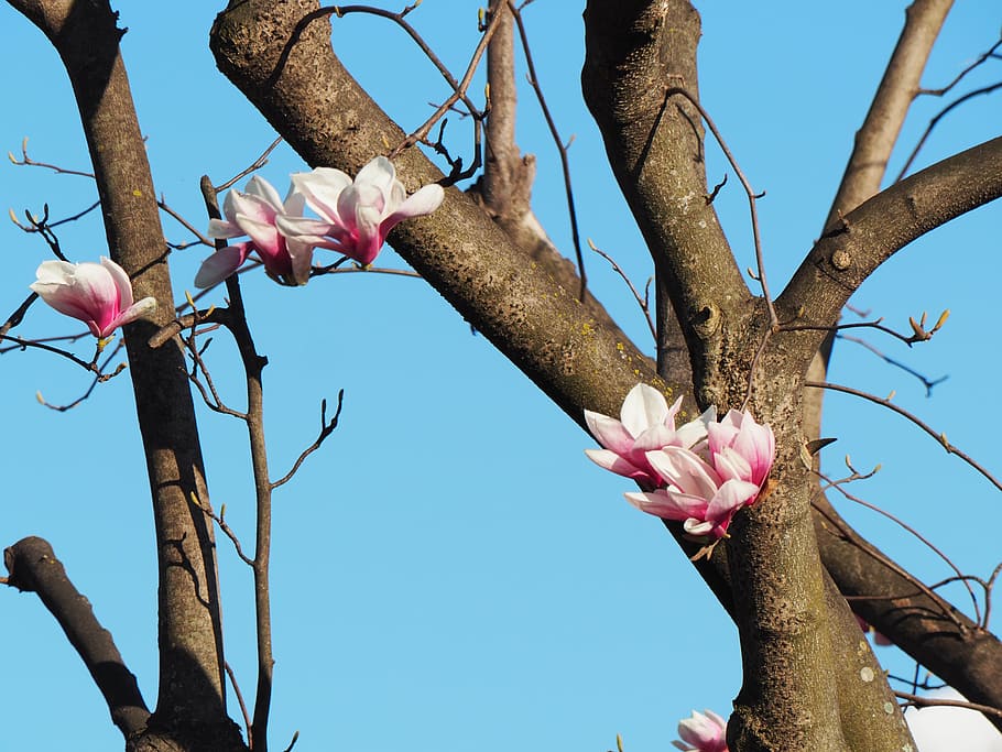 magnolia, blossom, bloom, spring, tribe, contrast, nature, plant HD wallpaper