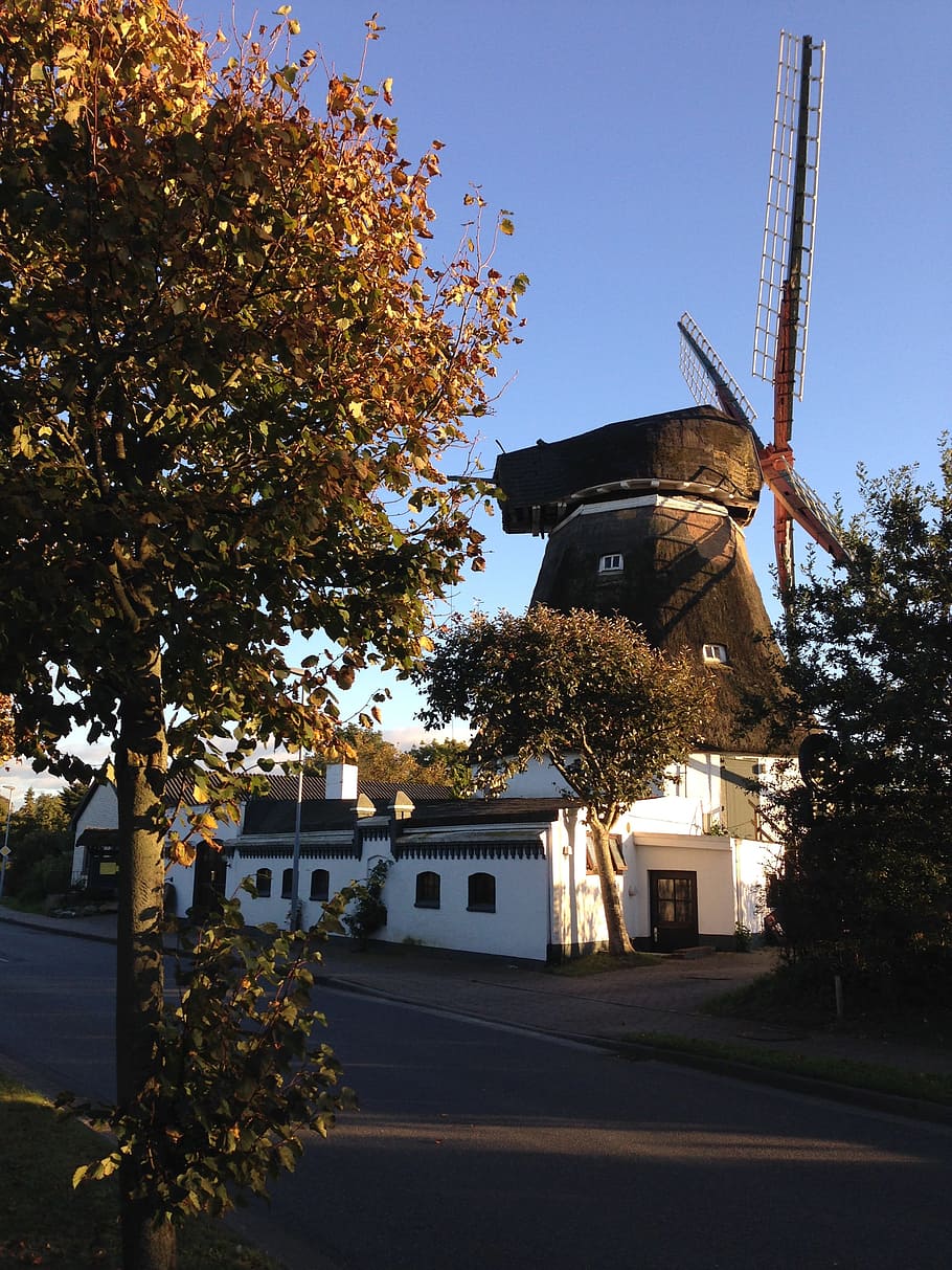 föhr, windmill, summer, tree, architecture, built structure HD wallpaper