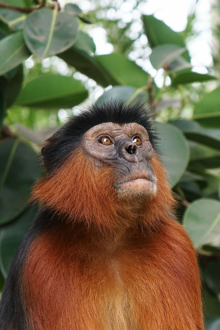 close-up photography of brown and black monkey looking up, gambium HD wallpaper