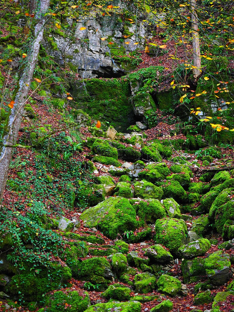slope, waldhang, stones, bemoost, elsachbröller, cave, cave entrance