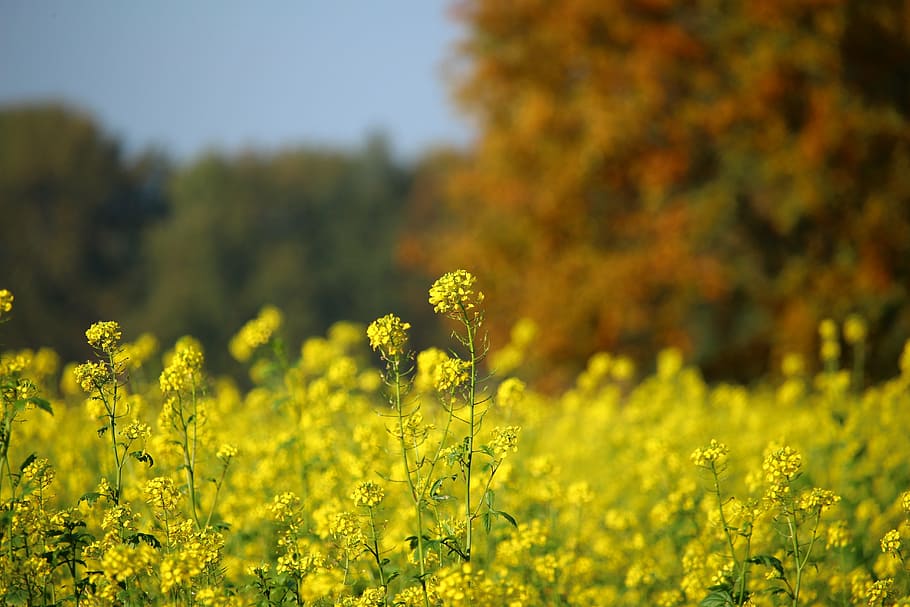 autumn, oilseed rape, field of rapeseeds, fall foliage, indian summer, HD wallpaper
