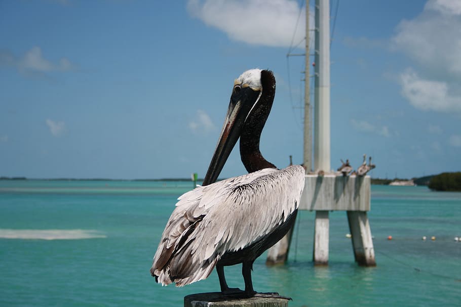 florida, key west, pelican, nature, water, sea birds, animal, HD wallpaper