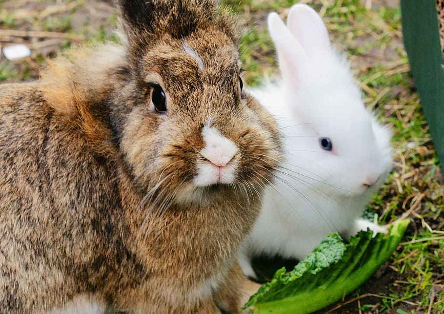 two brown and white rabbits, fur, cute, bunny, animal, pet, furry, HD wallpaper