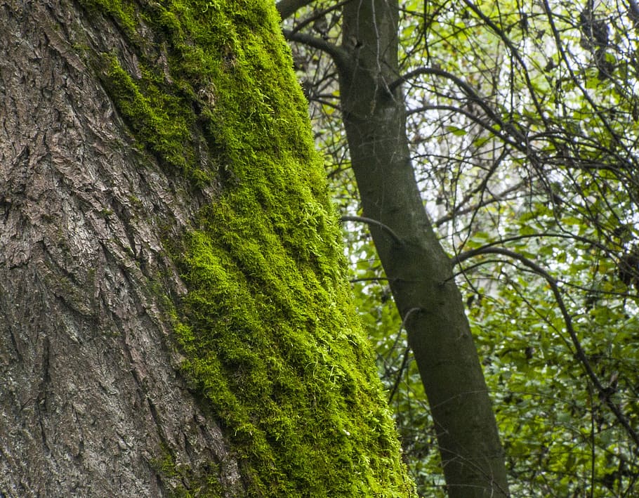 moss, log, forest, mohapárna, plant, tree, tree trunk, land HD wallpaper
