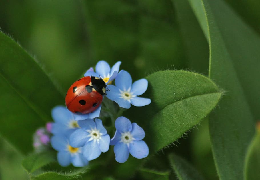red and black Ladybug perched on blue flowers during daytime