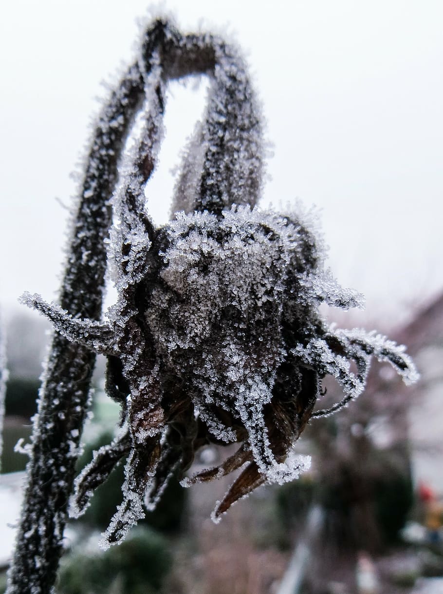 winter, frost, winter magic, cold, ice, nature, on frozen, leaves HD wallpaper