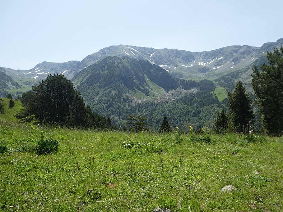 trees, mountain, andorra, beauty in nature, plant, sky, scenics - nature, HD wallpaper