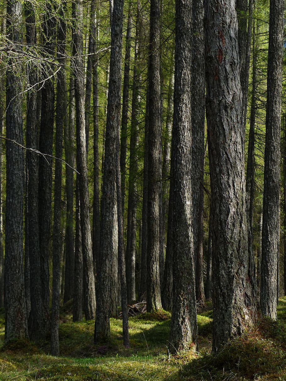 Larch, Forest, Tree Trunks, larch forest, strains, fairy tale forest HD wallpaper
