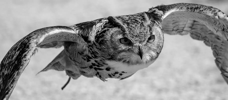 gliding owl greyscale photography, eurasian eagle owl, flying, HD wallpaper